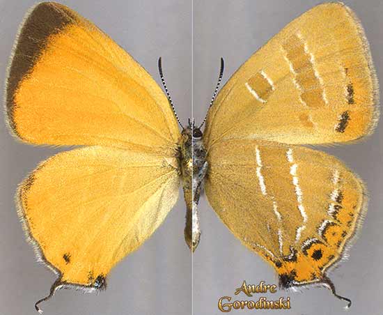 http://www.gorodinski.ru/lycaenidae/Japonica lutea dubatolovi.jpg